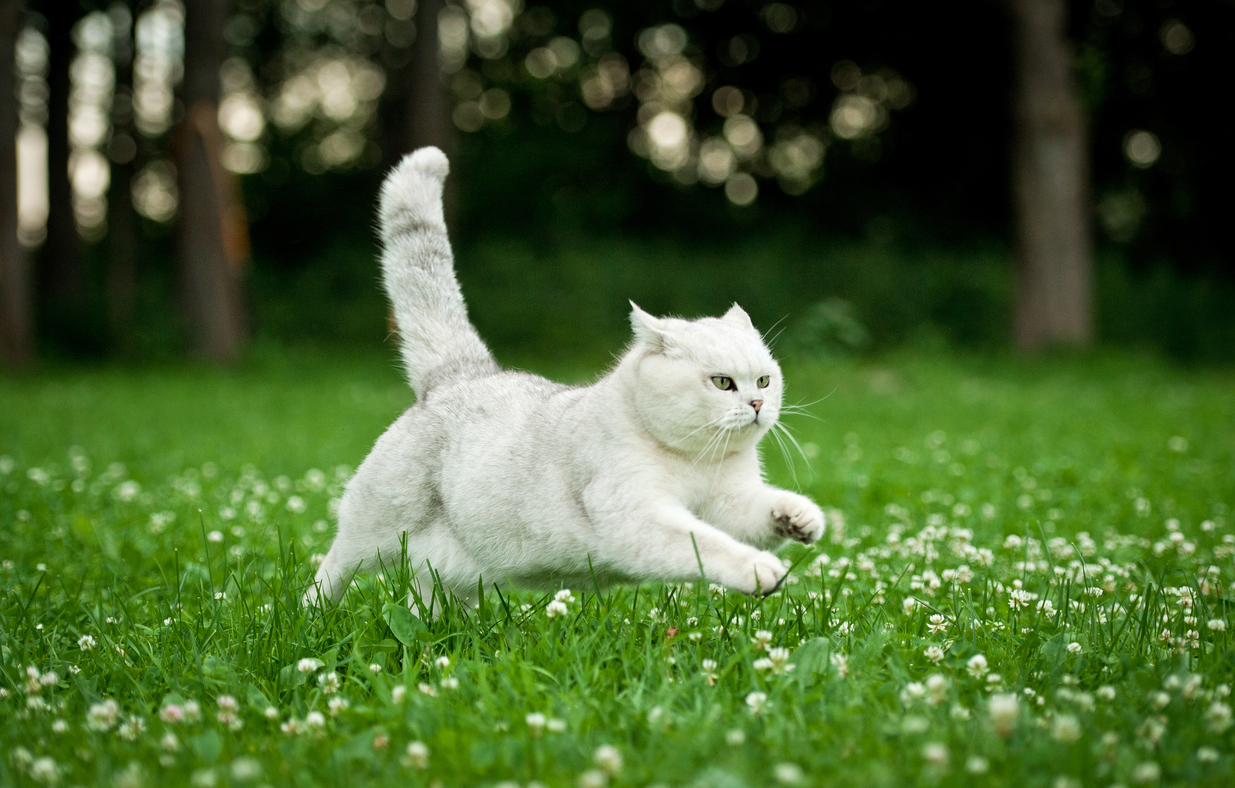 Cat in shape exercising 