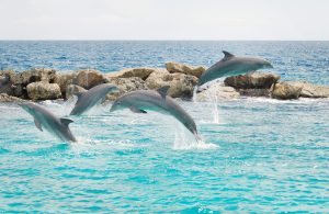 Jumping dolphins in the blue sea