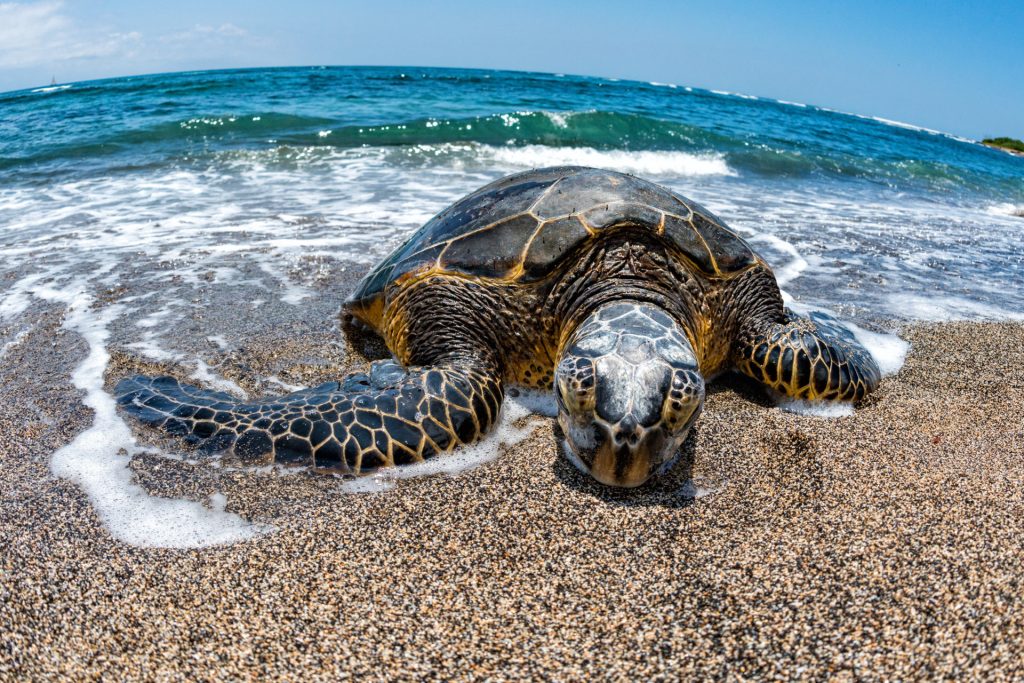 Top 4 Reasons for Sea Turtles Endangerment - MyStart