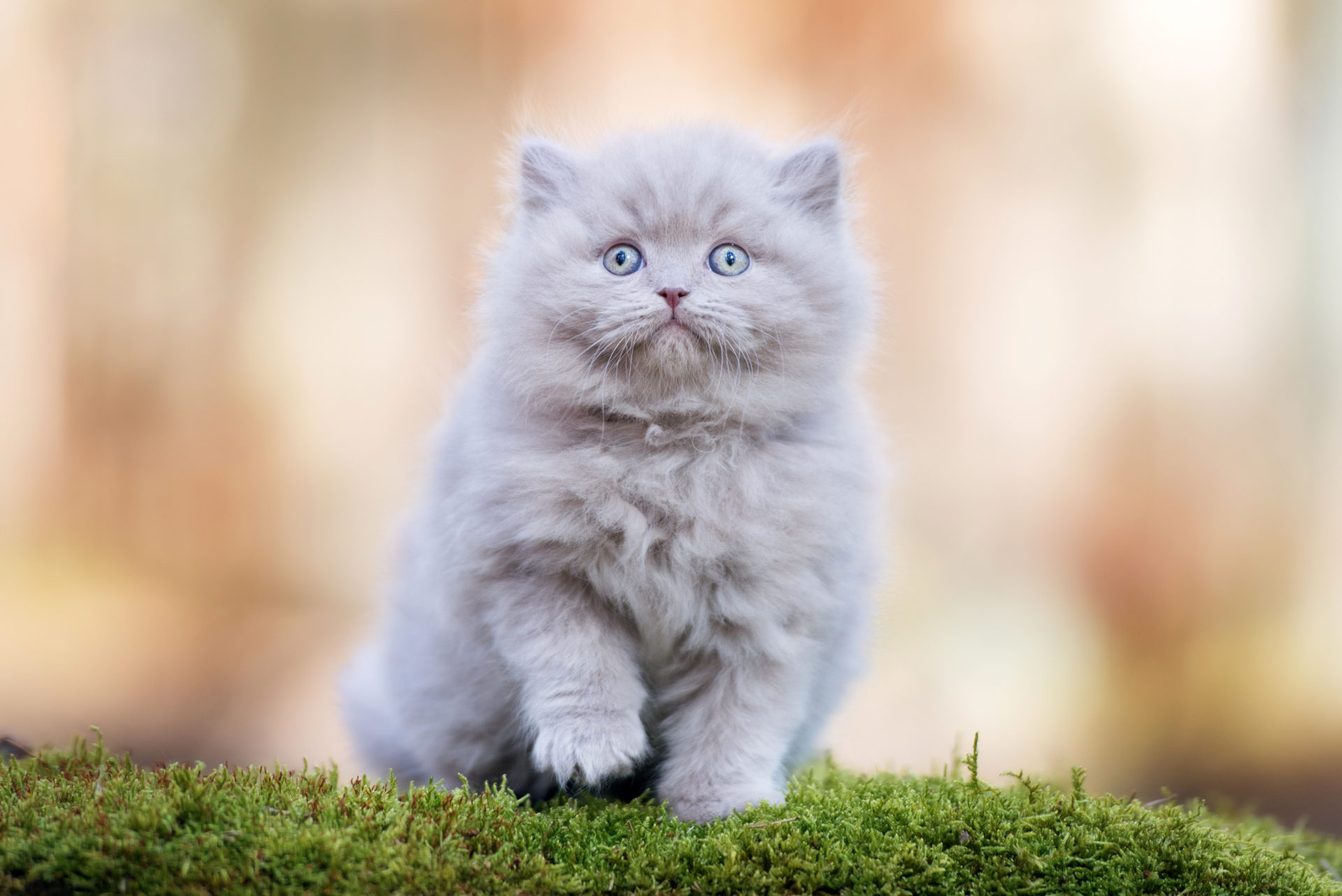 British Longhair Kittens for Sale - wide 1