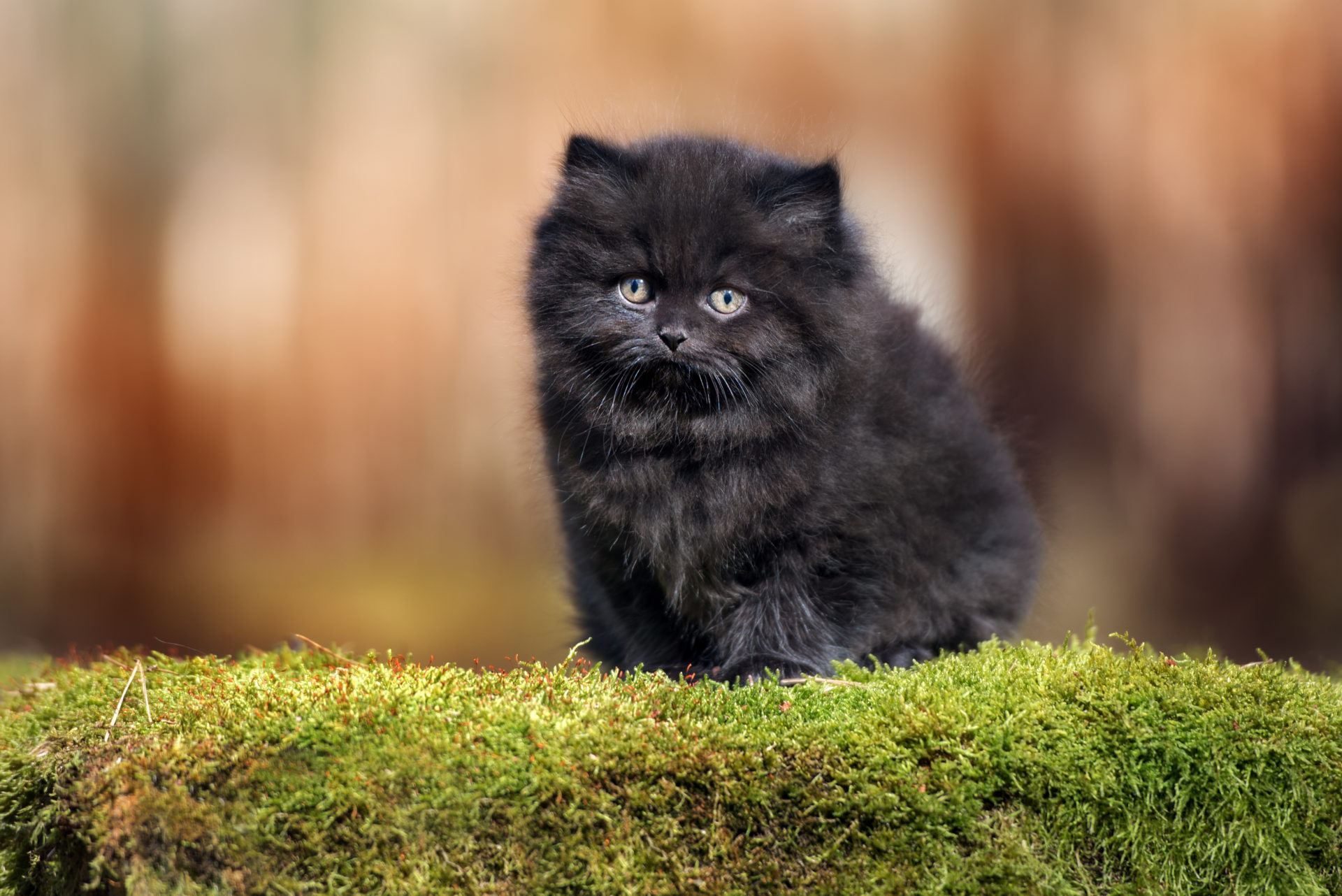 black british longhair kitten outdoors in summer