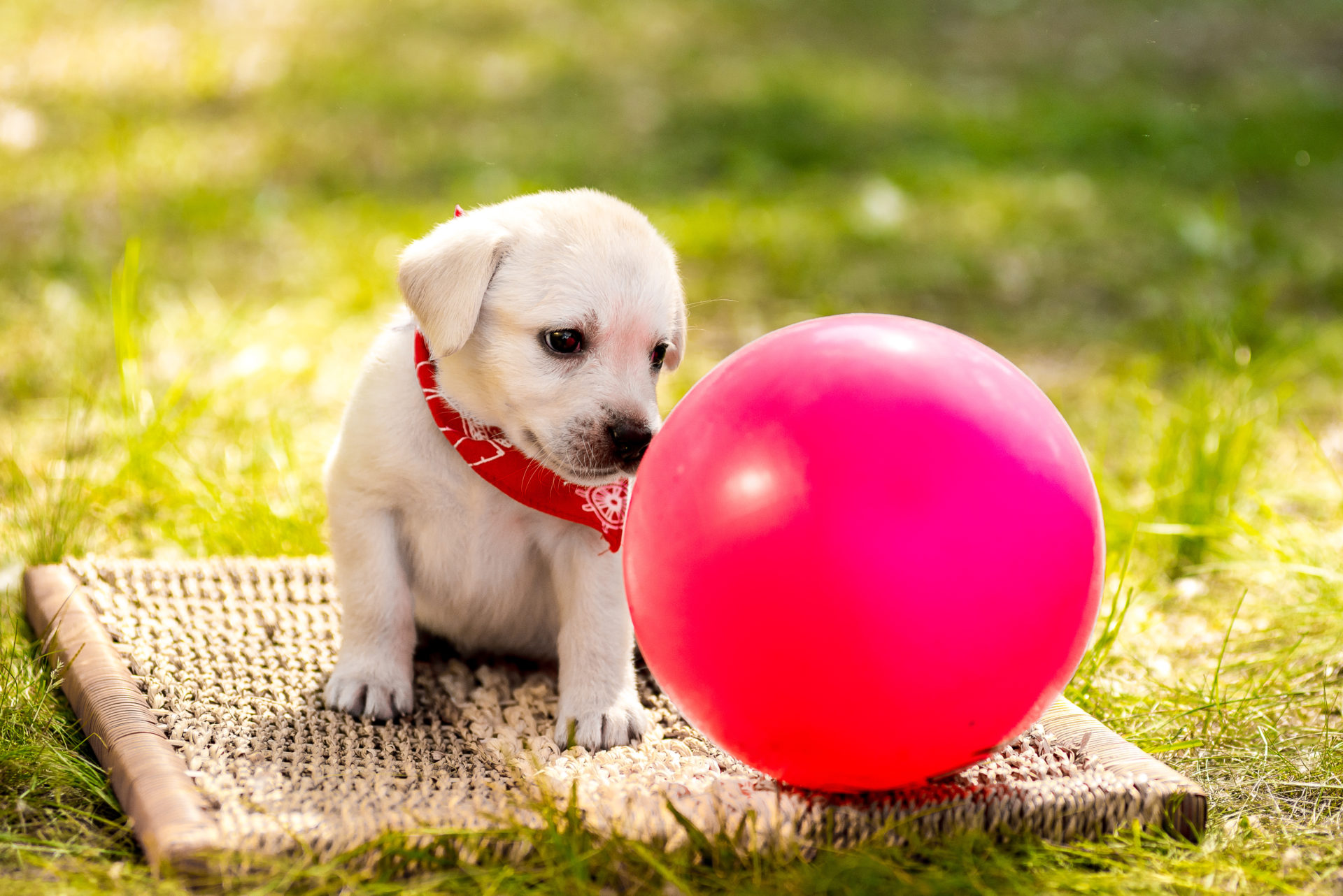 Labrador puppy with a ball. Beautiful dog puppy Labrador Retriever playing with rubber ball on grass