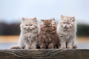 three fluffy kittens sitting together outdoors