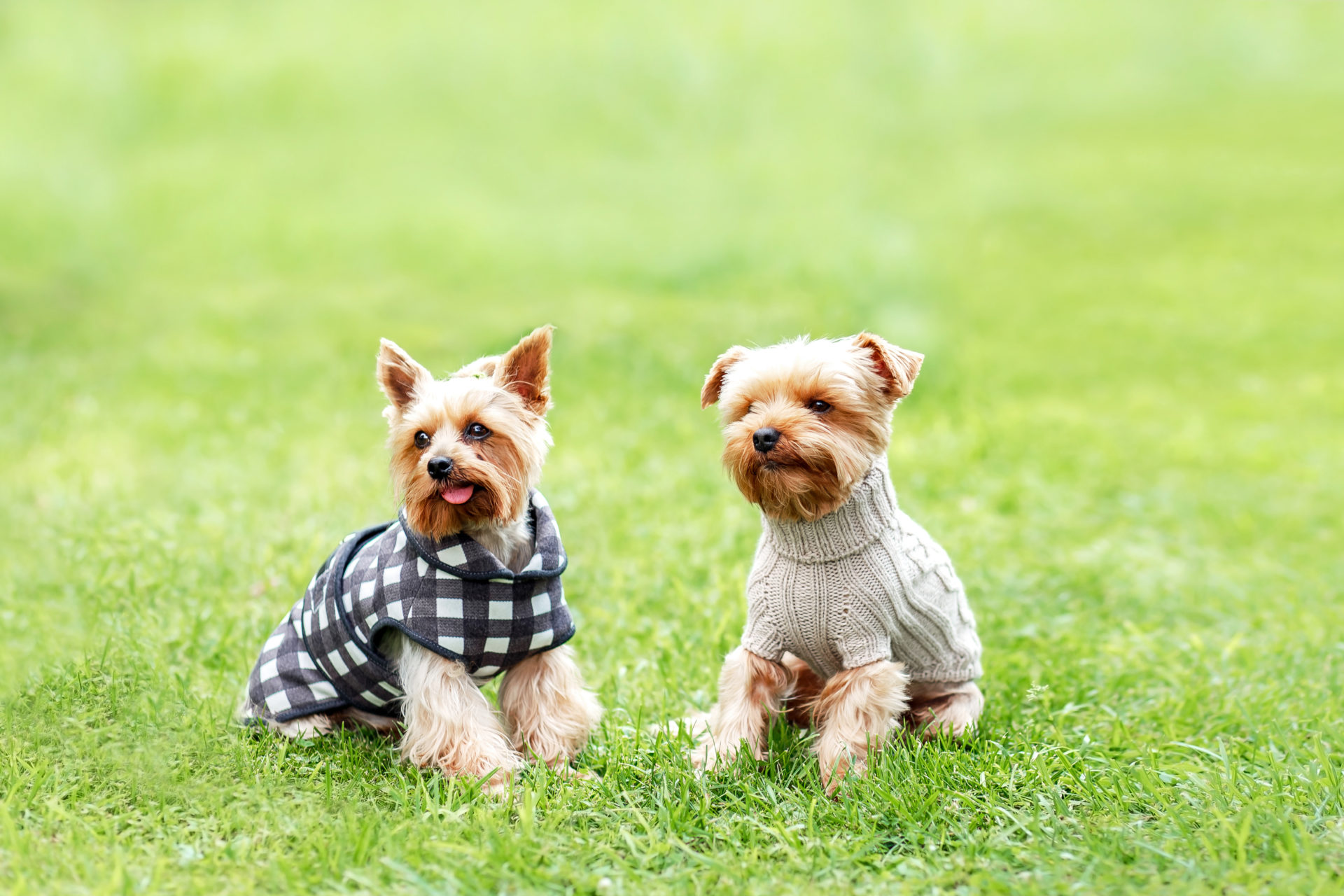 Yorkshire terrier dogs