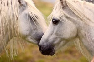 Cute horses