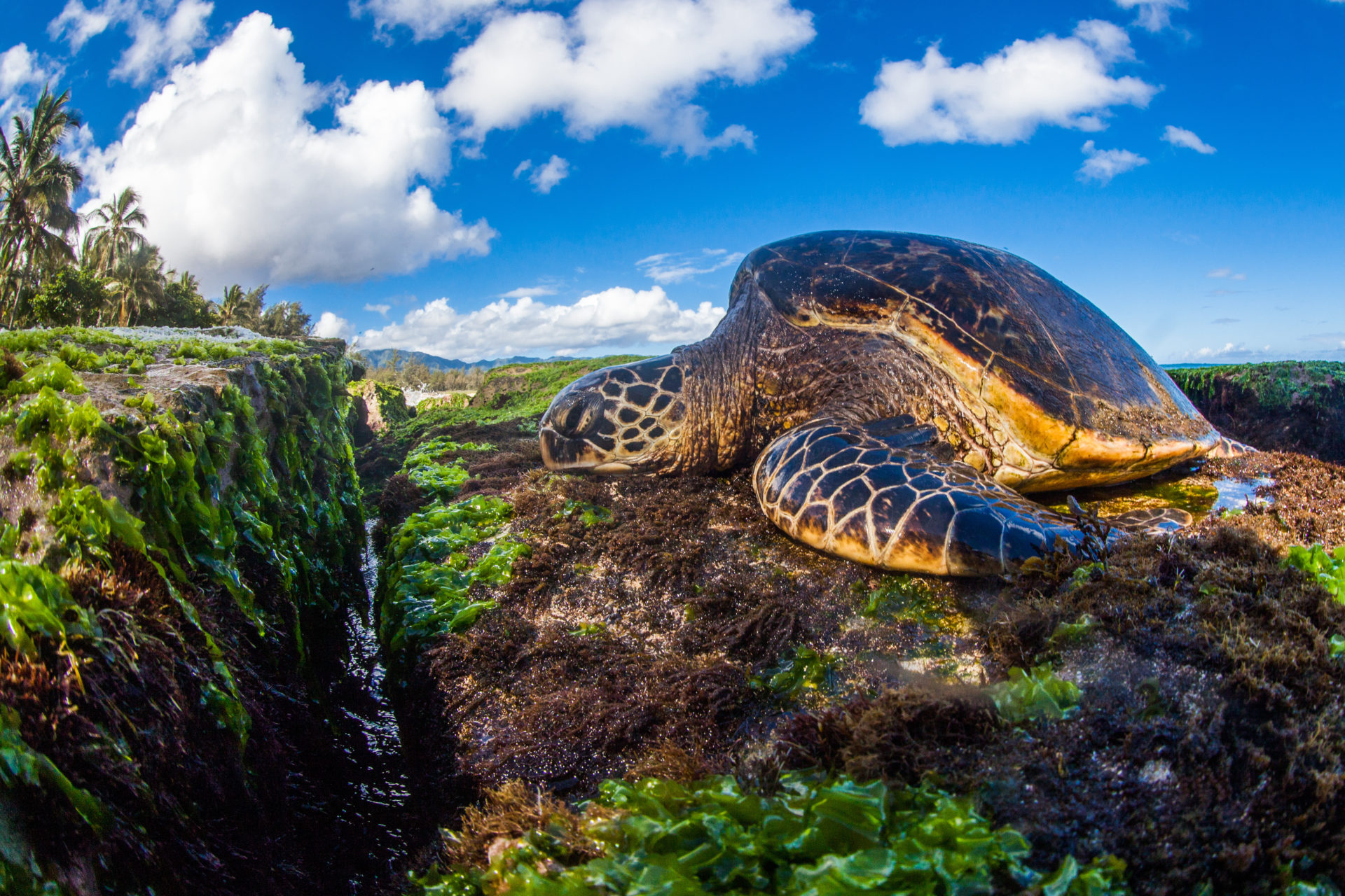 Loggerhead Turtle sea turtles