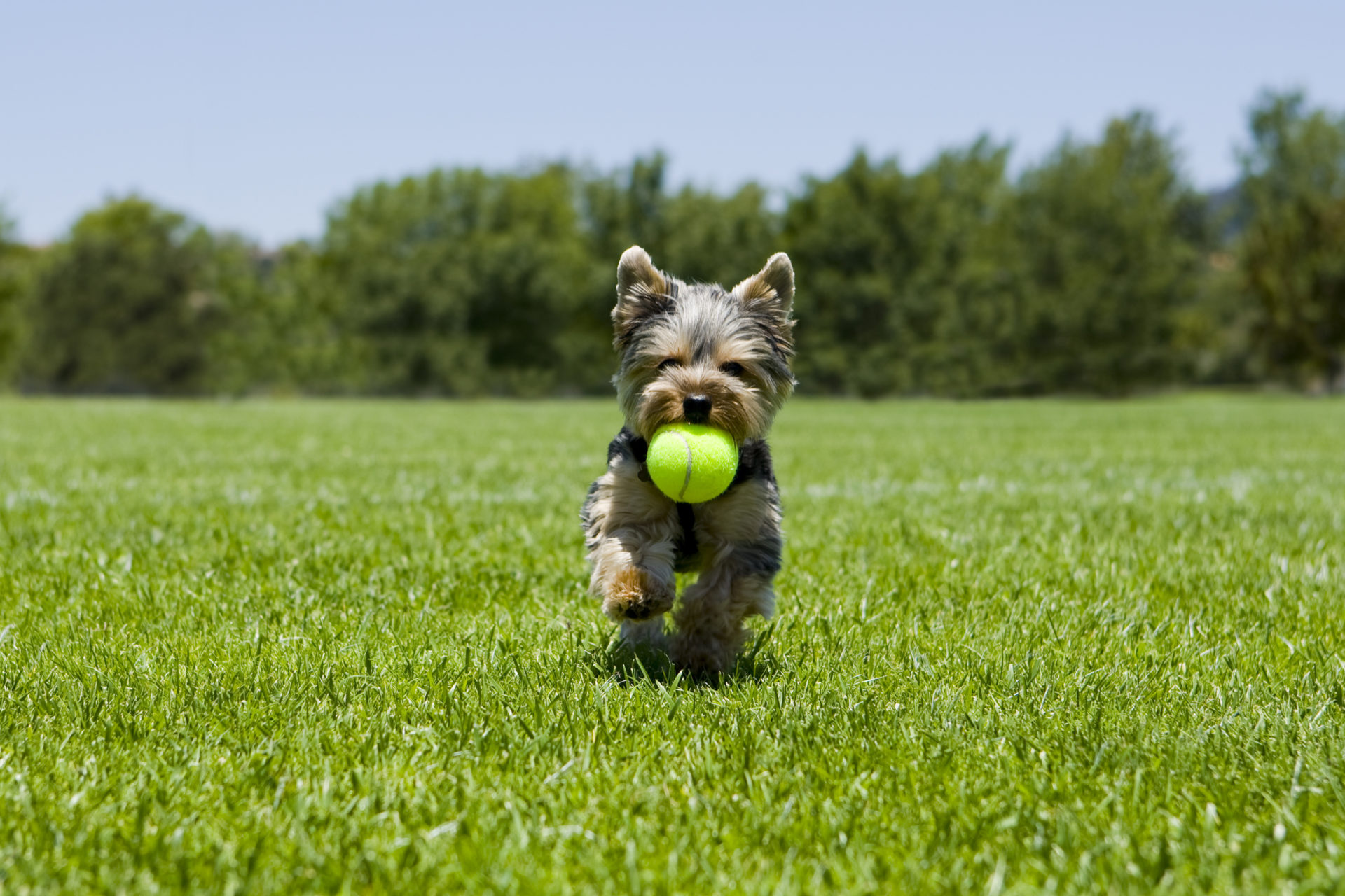 Little puppy running with a ball