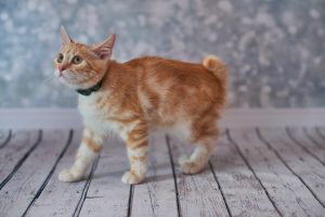 American Bobtail orange cat