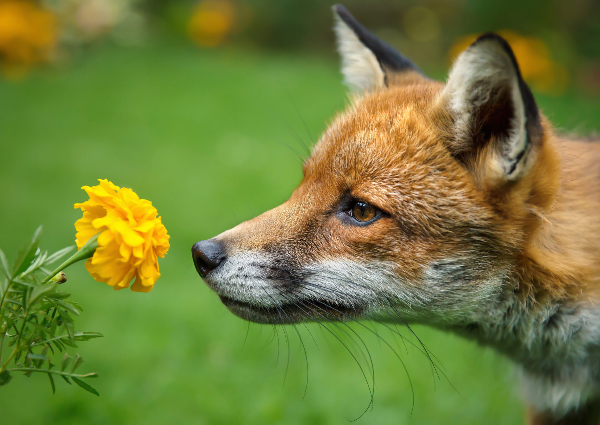 Sly as a Fox? Truth or Mythology - MyStart