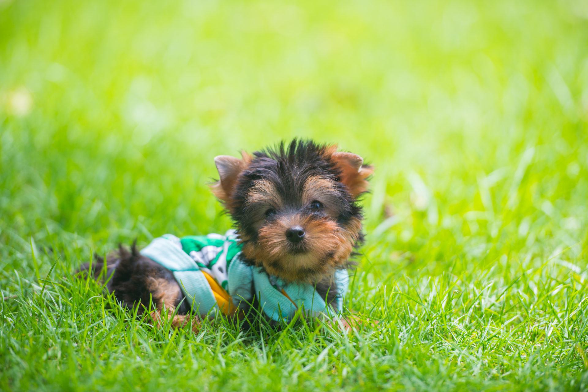 cute Yorkshire terrier puppy