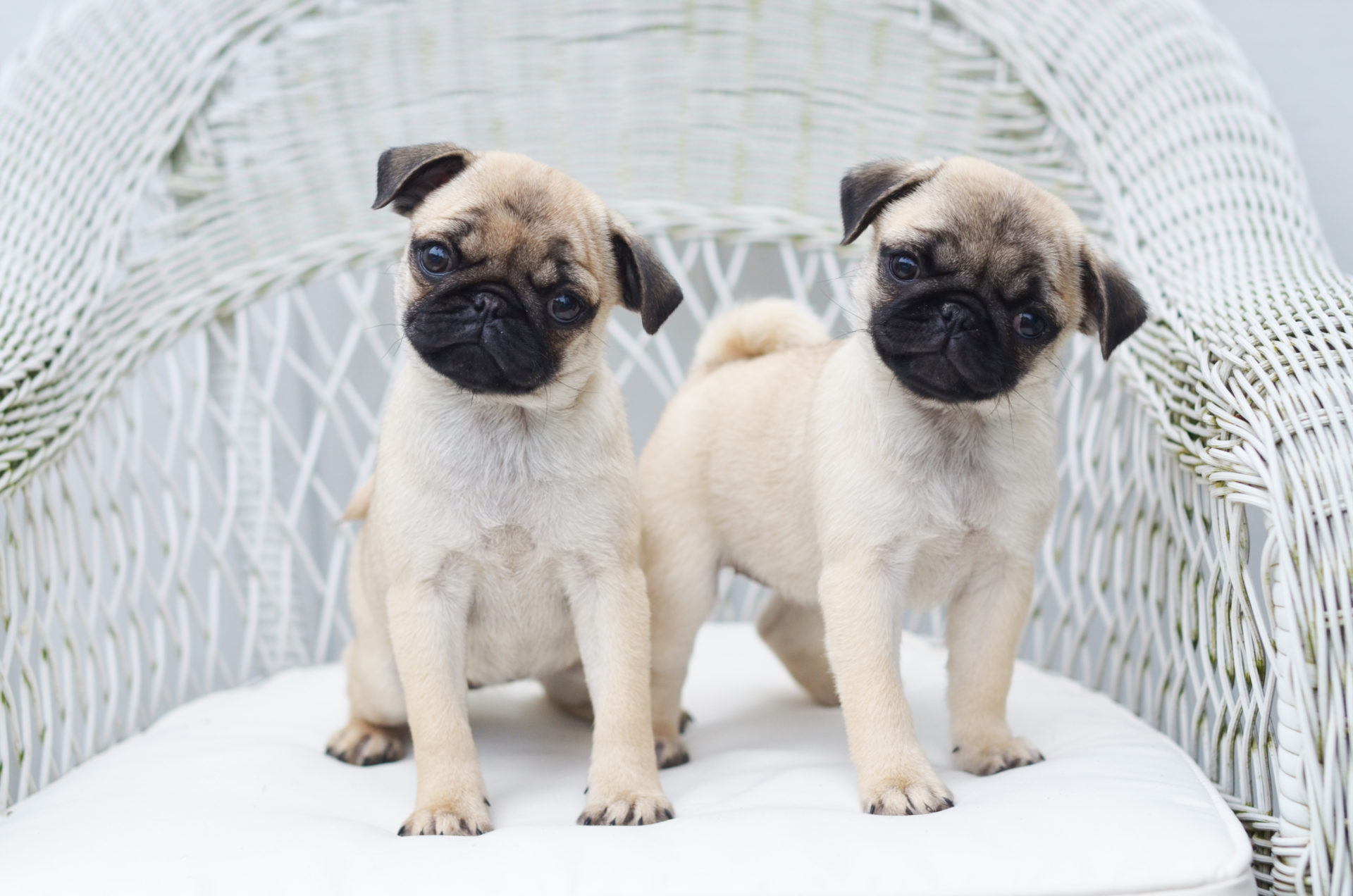 two pug puppies