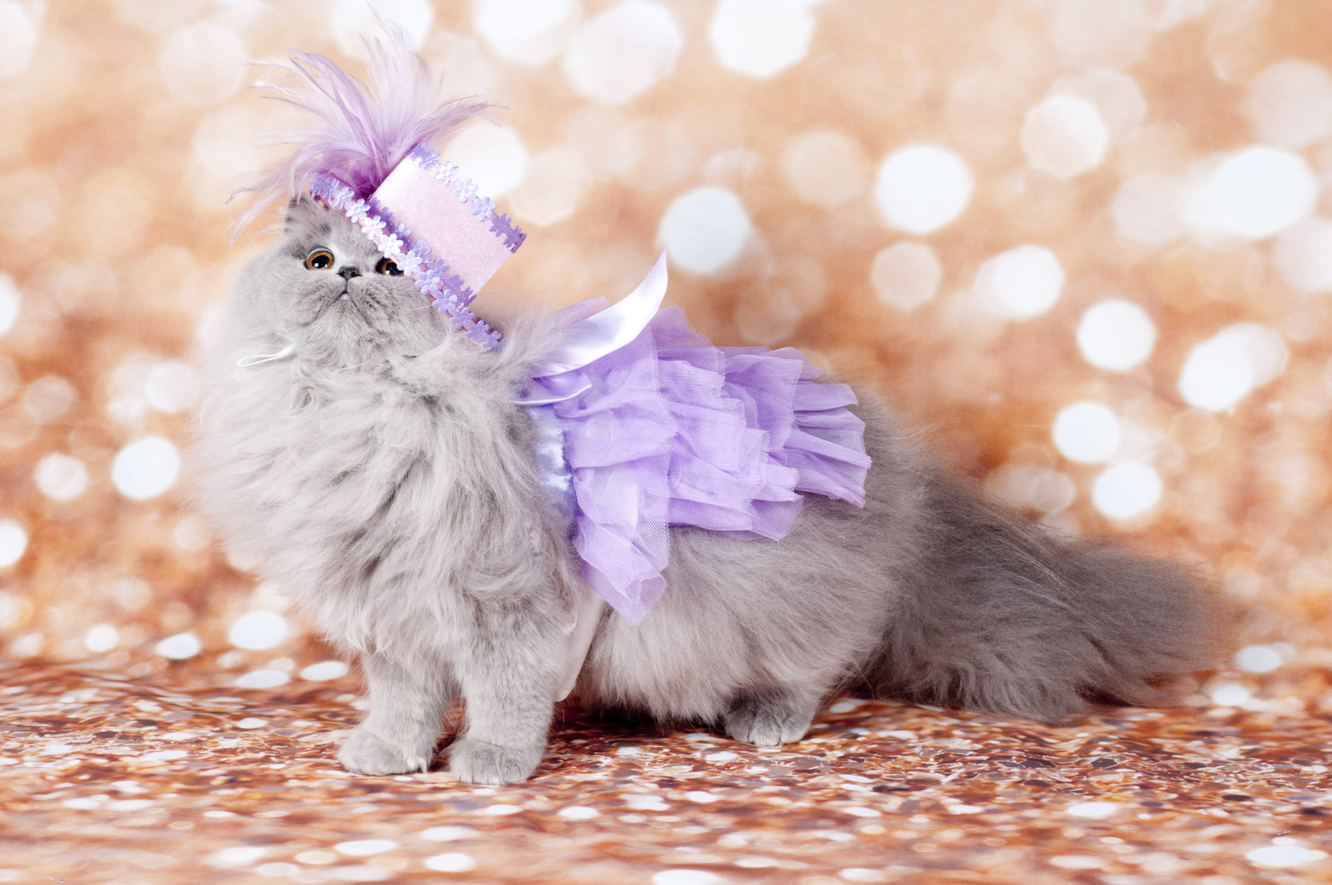 princess longhair cat