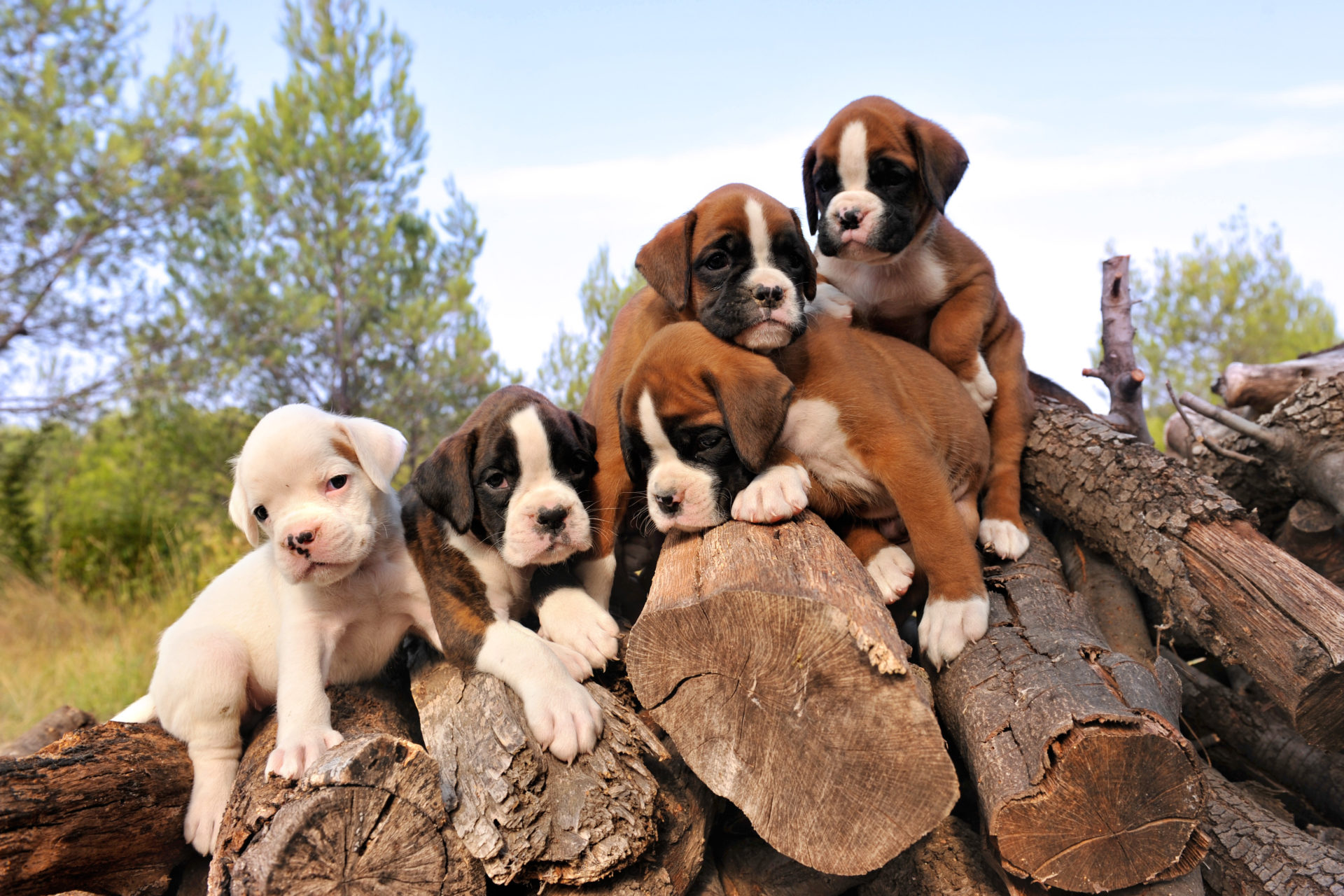 healthy Boxers puppies 