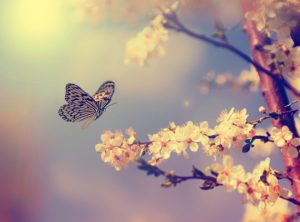 Butterfly in spring