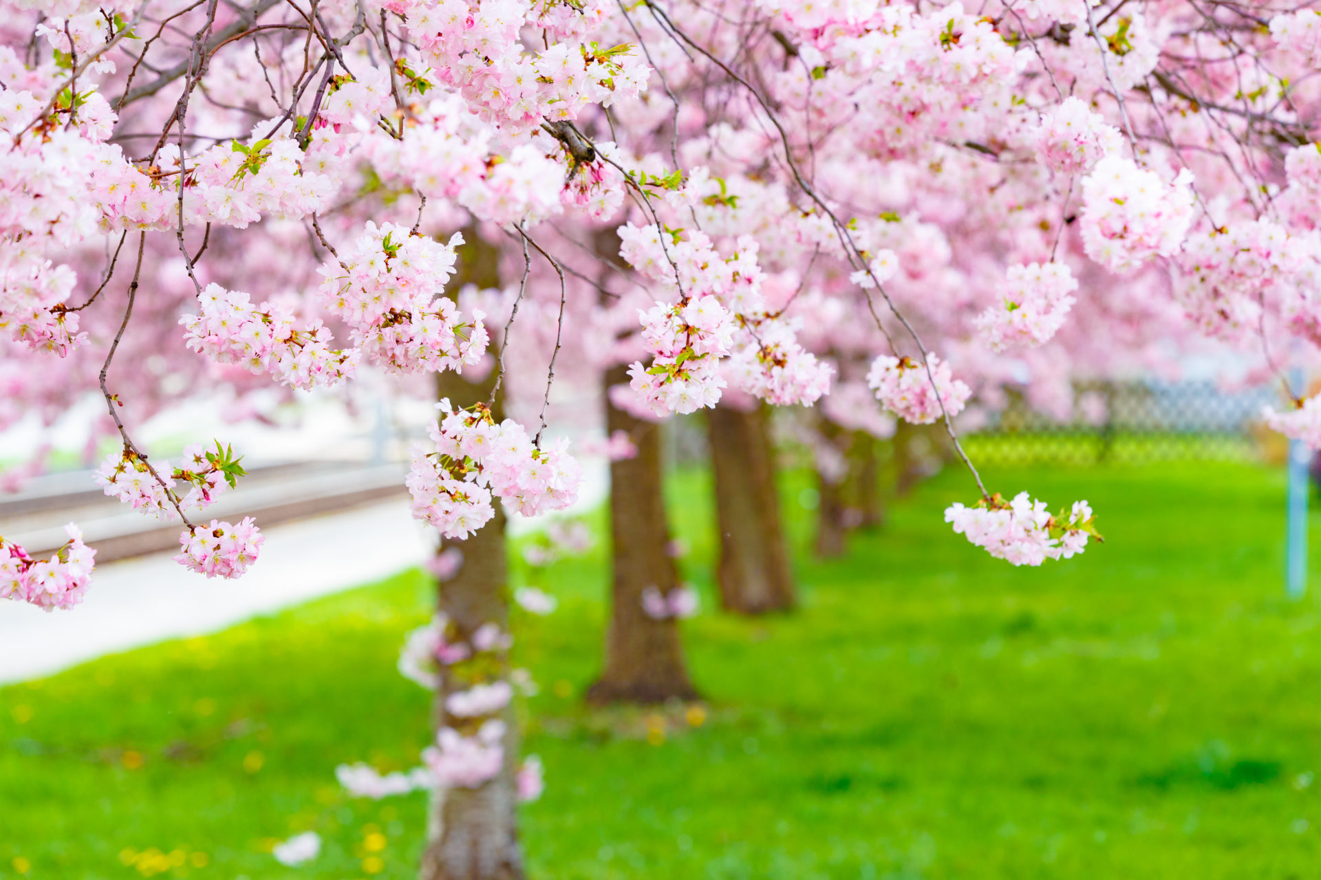 Pink Spring trees
