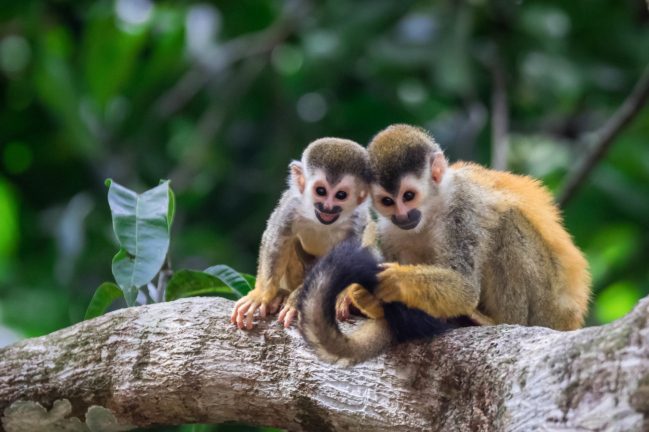How Do Baby Monkeys Respond To Separation Loss Mystart