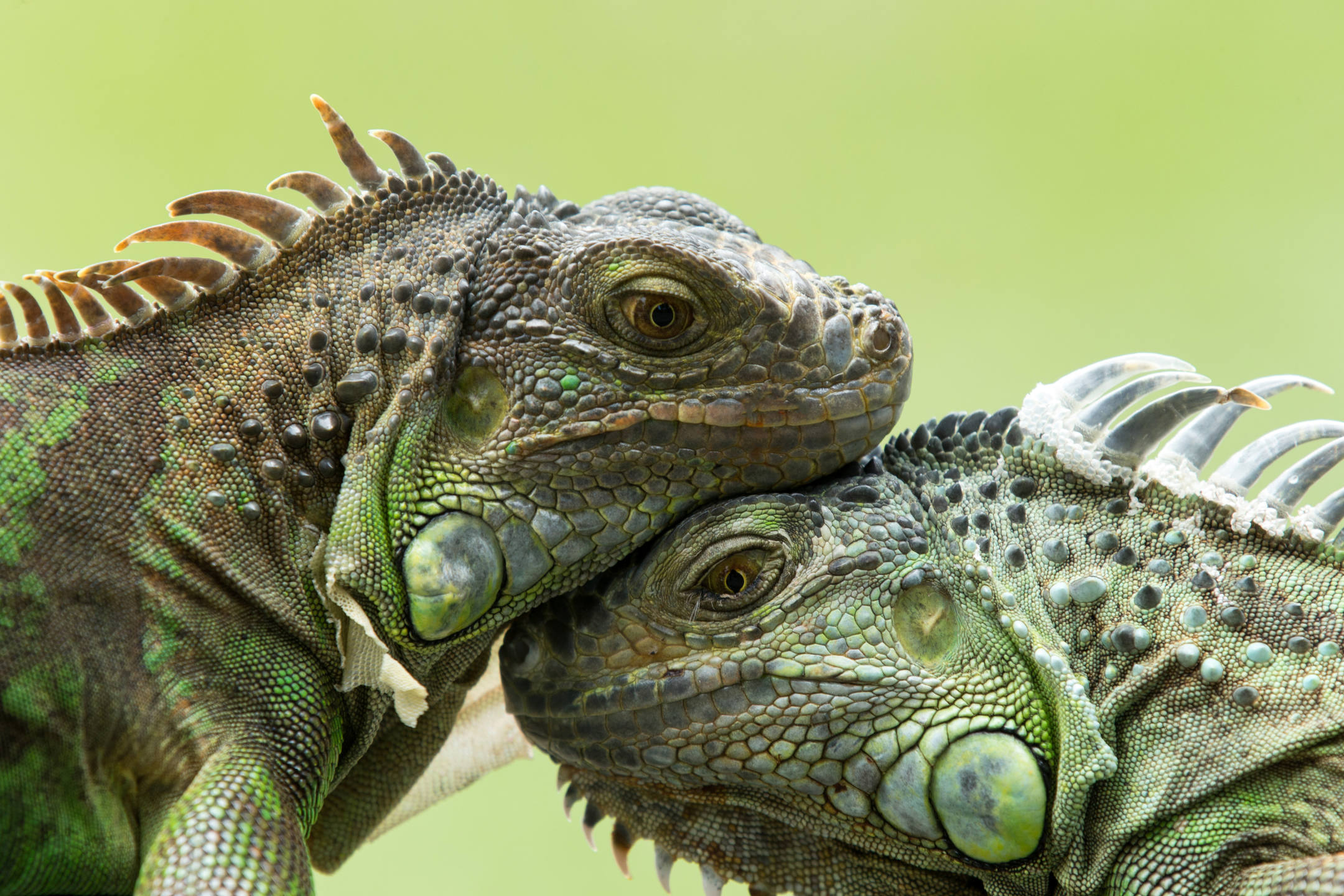 Iguanas cuddling
