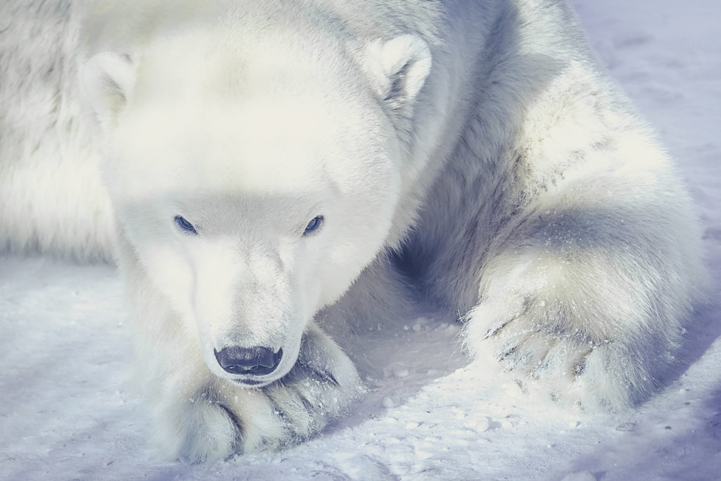 10 Cool Facts About Polar Bears