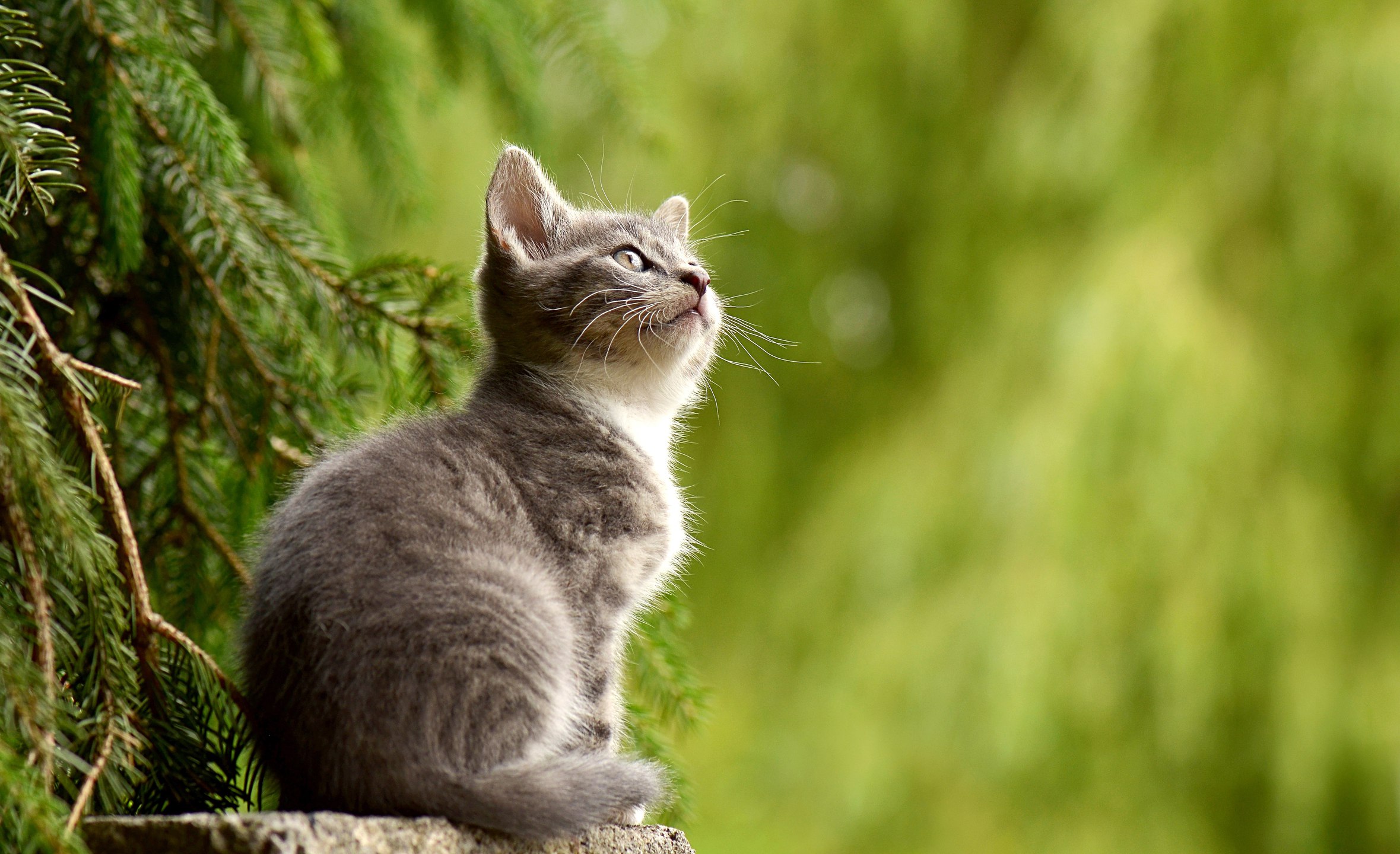 American Shorthair cat outside