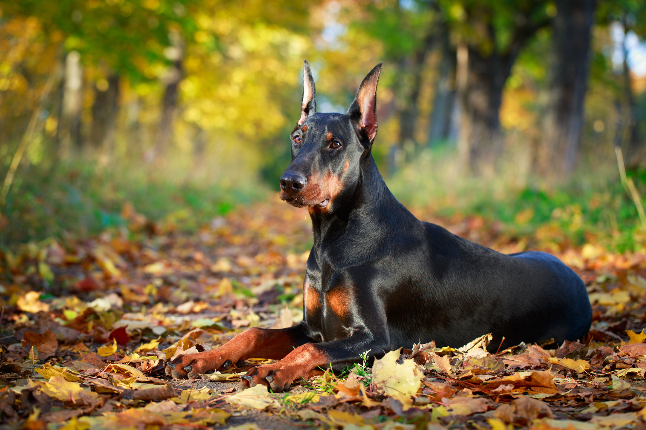  Doberman Puppies for Sale at Best Price