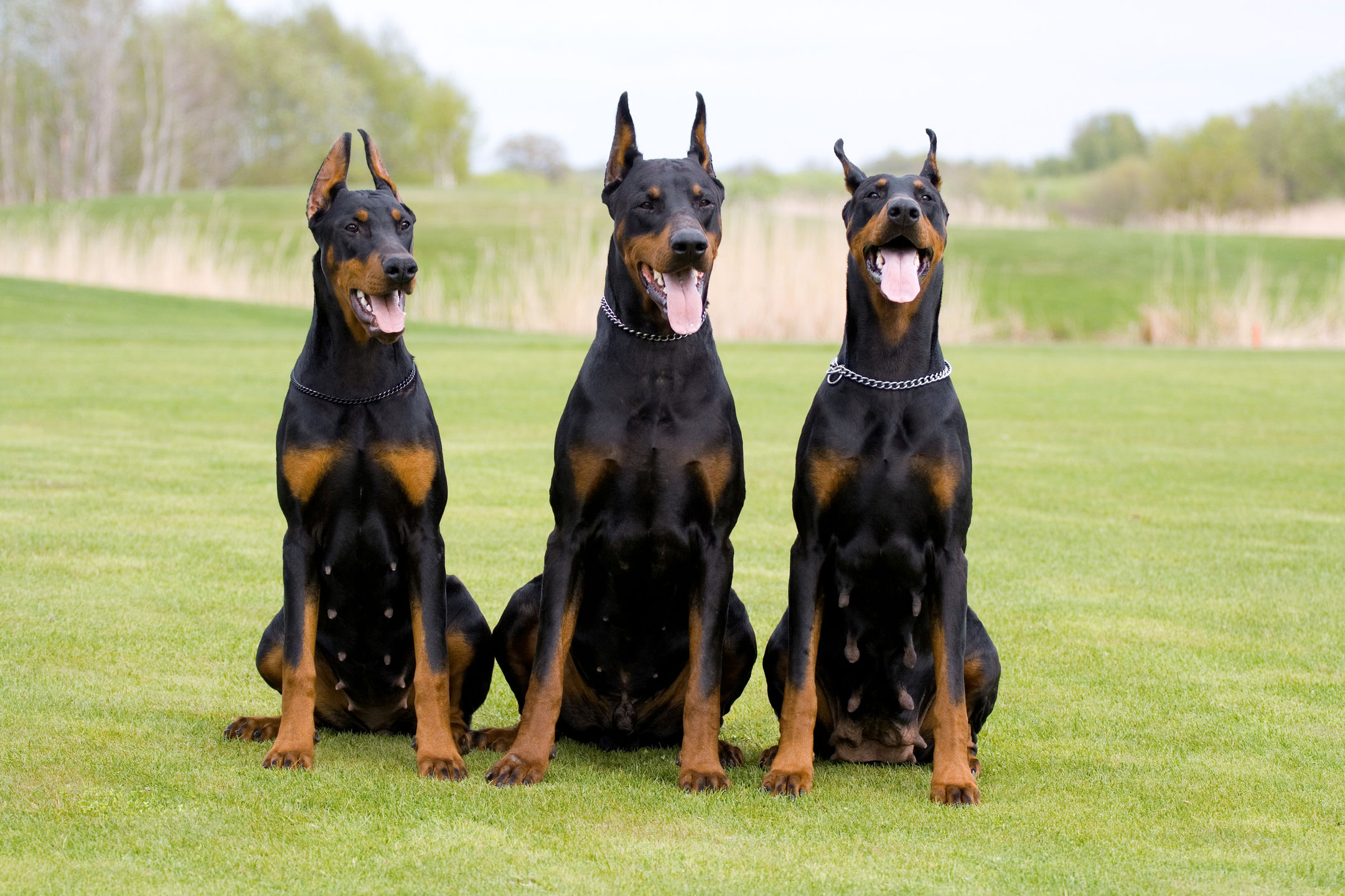 how hard is it to own a doberman?