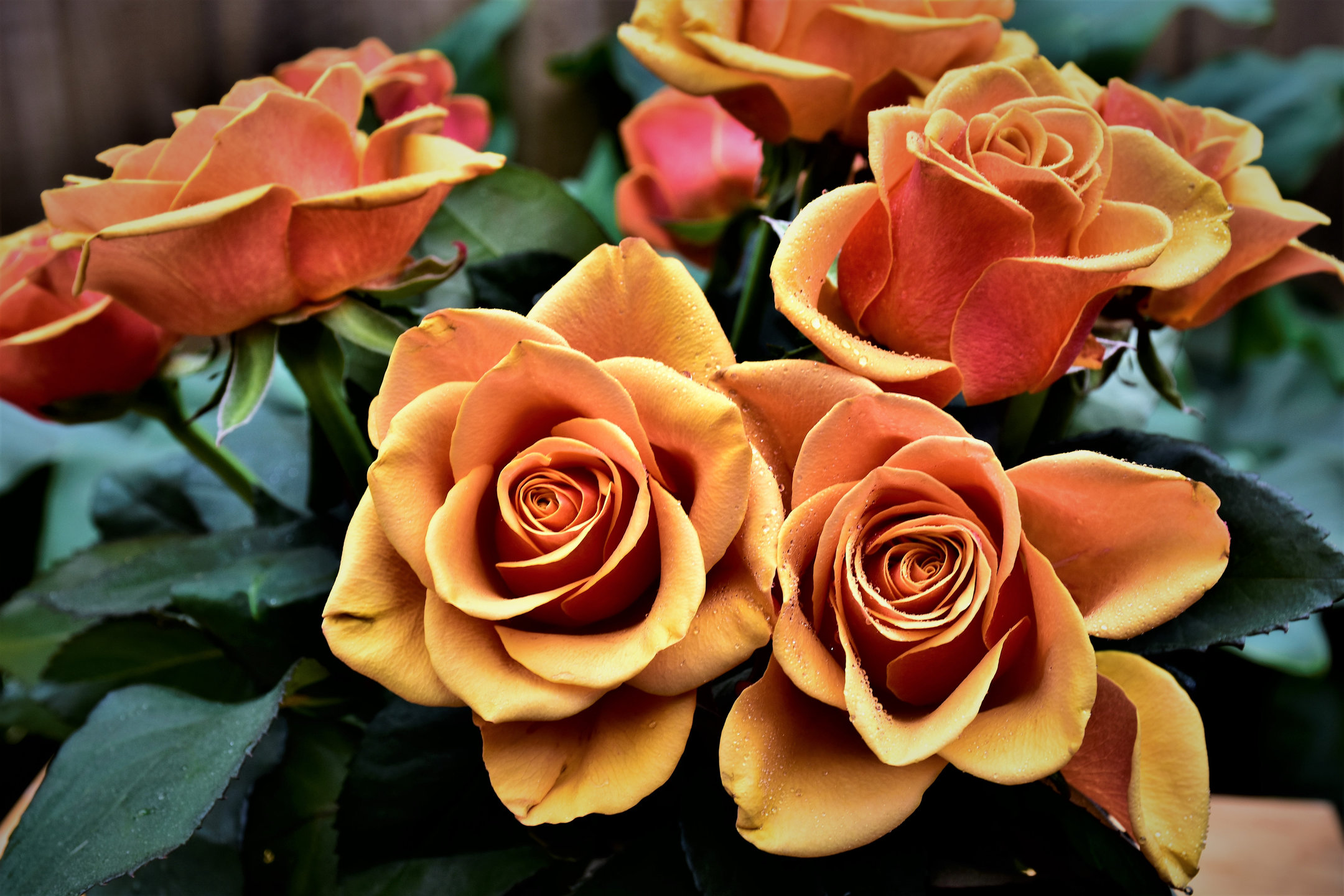 most beautiful orange roses in the world