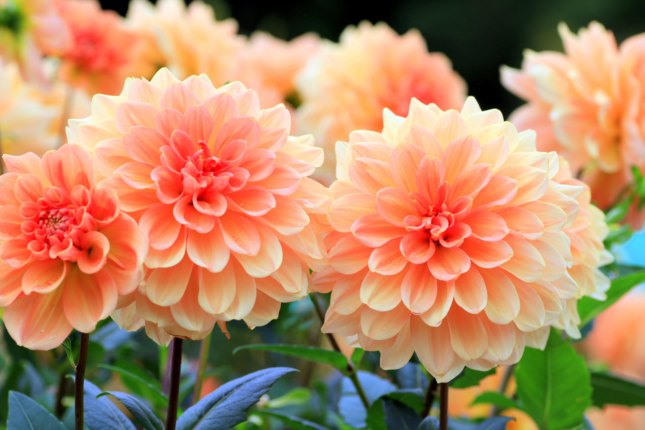 Top 20 Most Beautiful Flowers in the World   MyStart