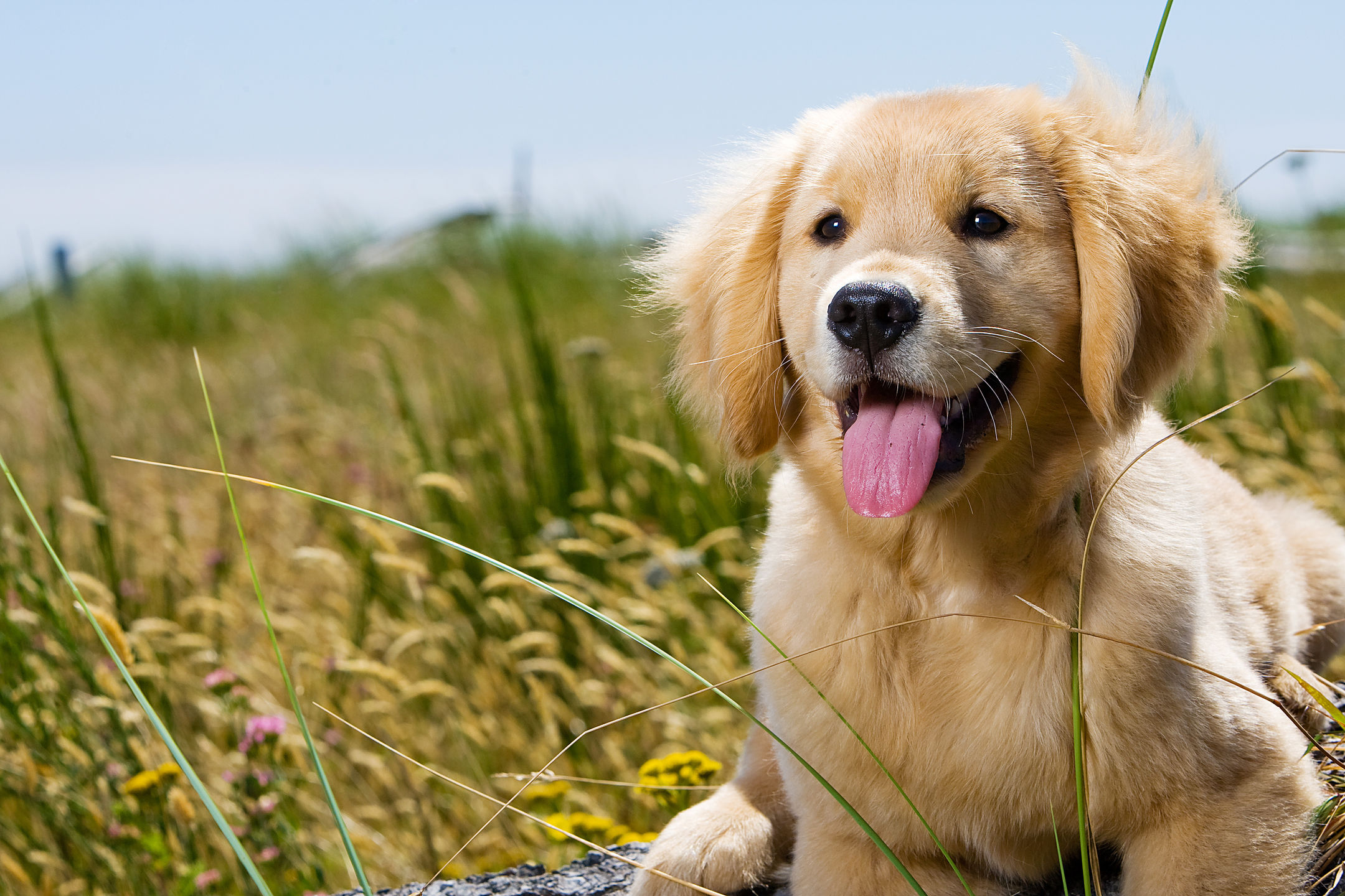 7 Things You Probably Didn't Know About Golden Retrievers - MyStart