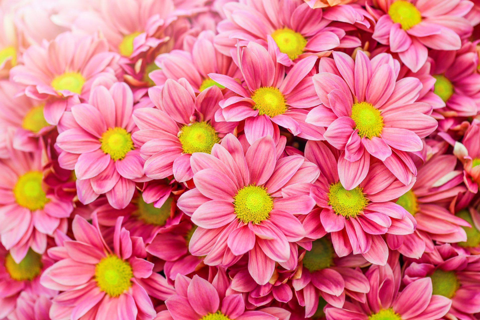 Pictures of pink daisies - Types of Daisies: 27 Types + Pictures.