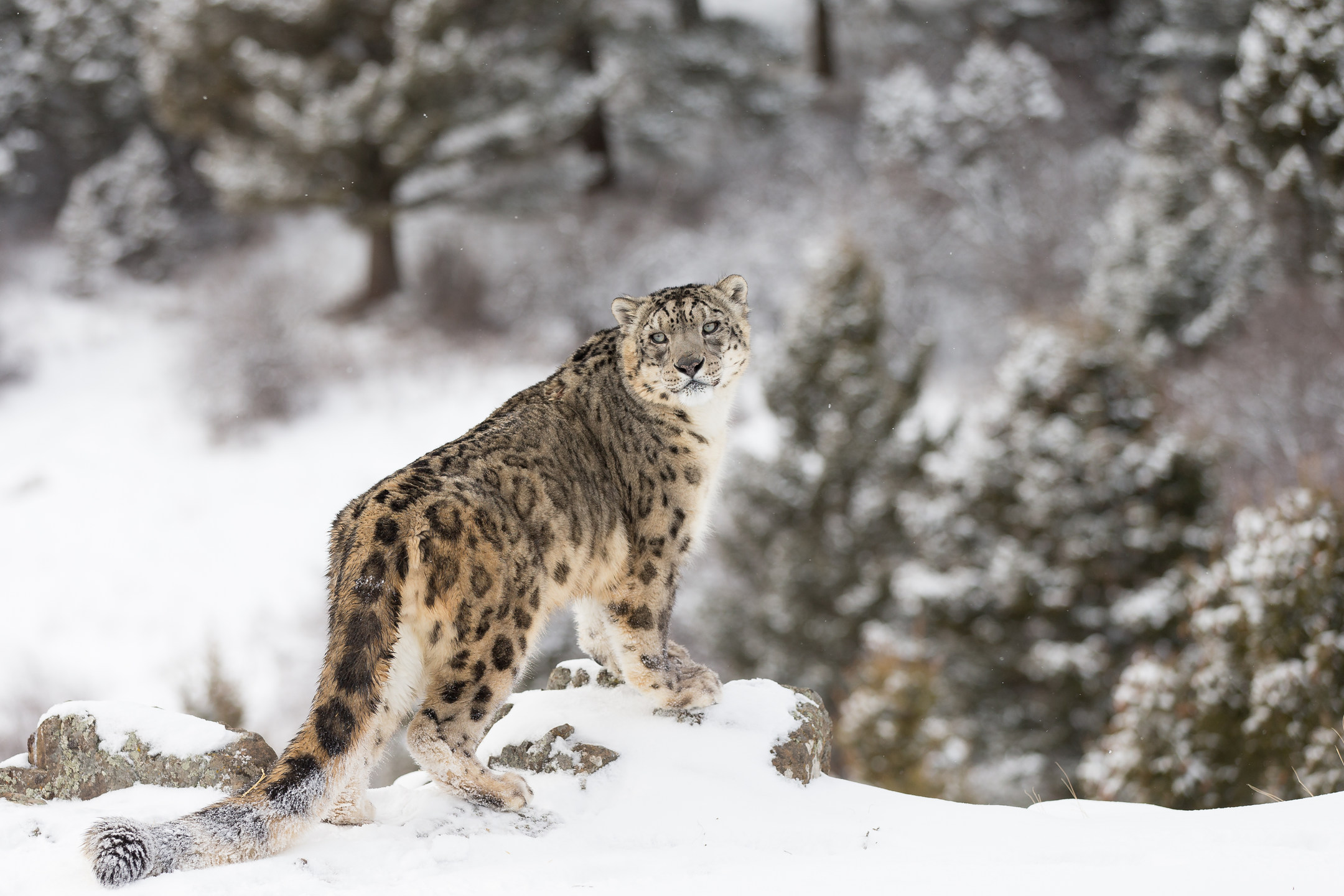 Popular Winter Animals that Thrive in Cold Weather - MyStart