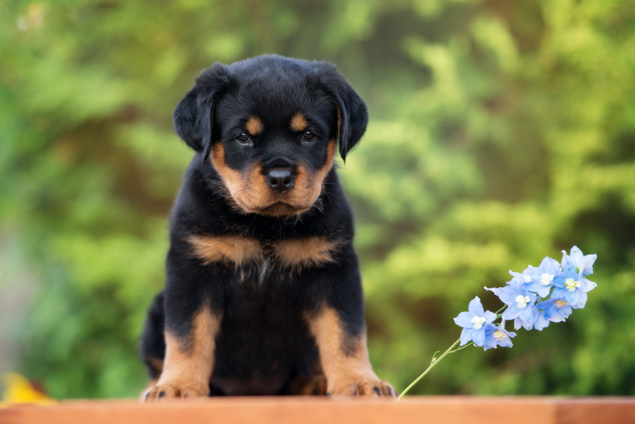 Caring for a Rottweiler Puppy 5 Helpful Tips MyStart