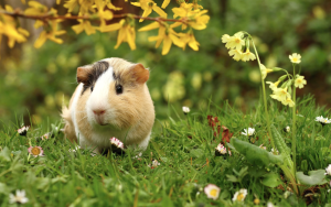 cute guinea pig outdoors