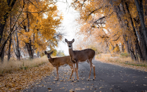 fall animals deer in forest
