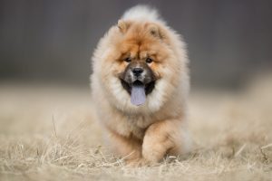 cute chow chow dog playing outside