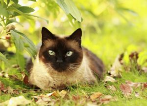 The Balinese cat sitting in the grass