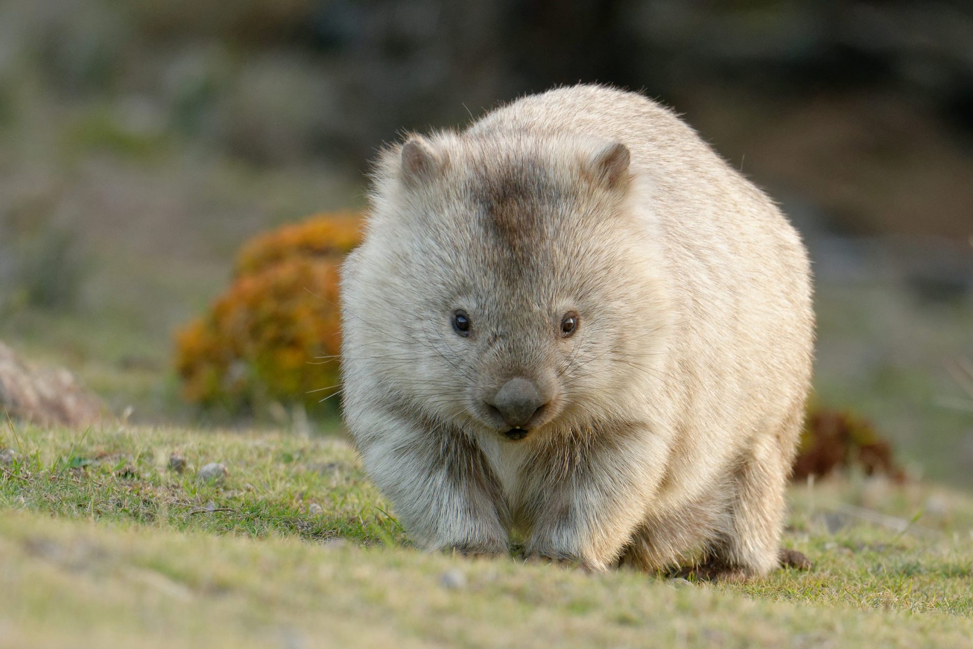 Wombat animal australia