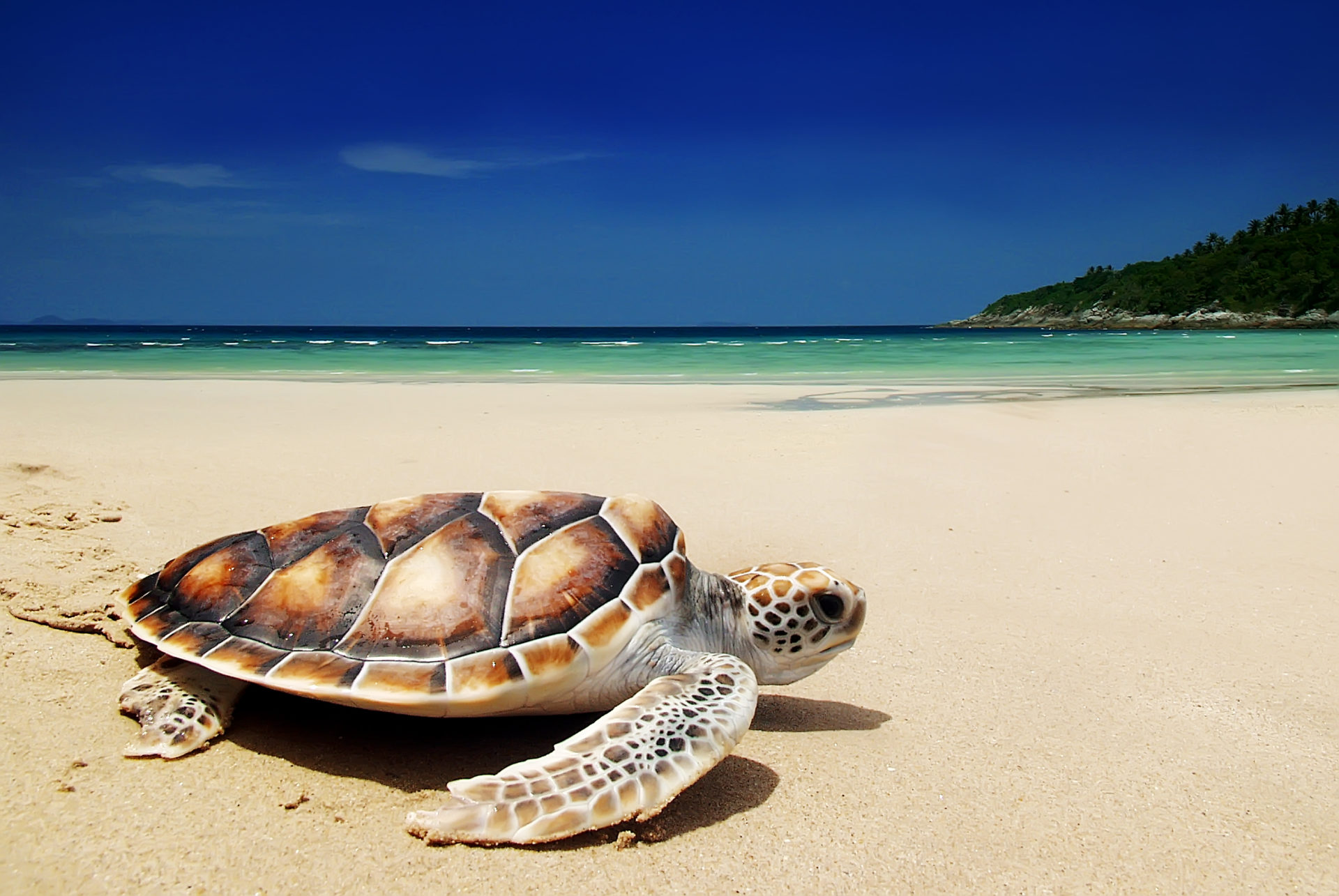 endangered sea turtle beside the ocean 