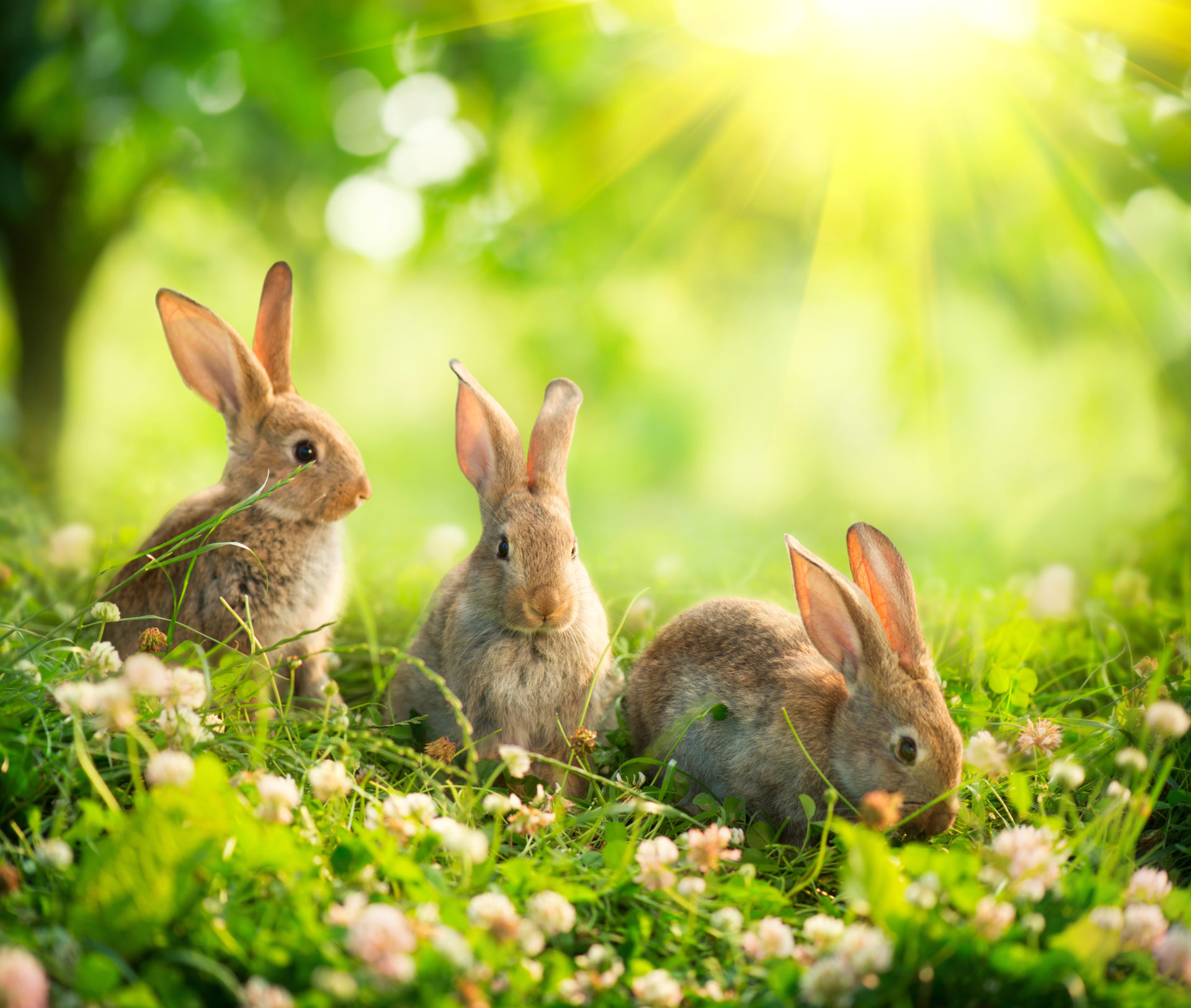 20 Selected cute wallpaper rabbit You Can Get It For Free - Aesthetic Arena