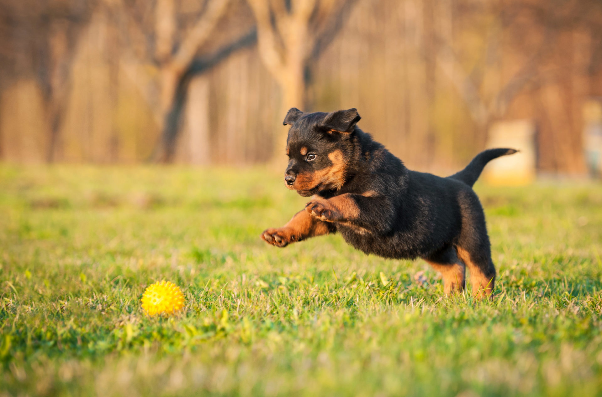 My Rottweiler HD Wallpapers New Tab