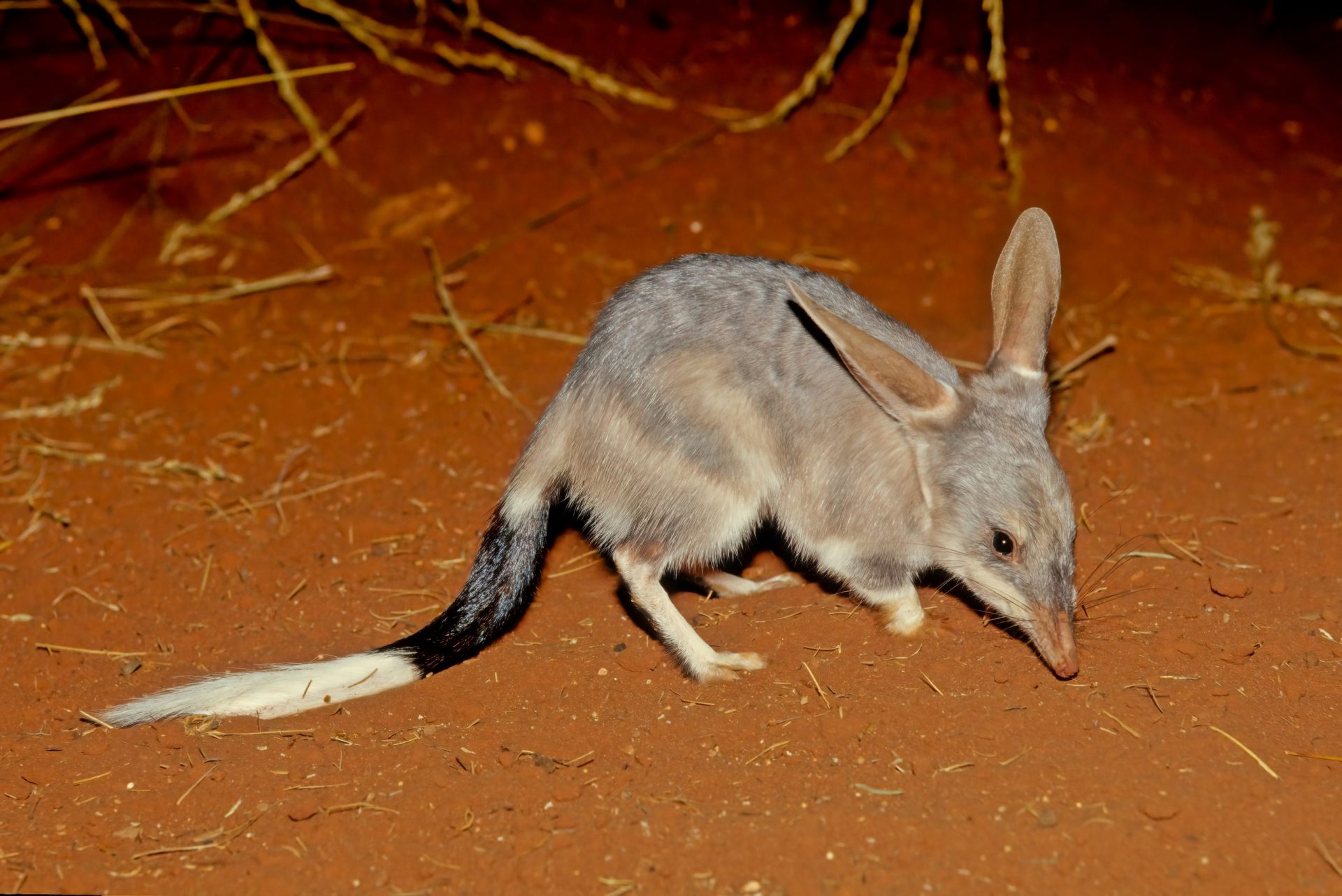 Bilby animals Australia