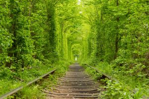 Tunnel of Love forest