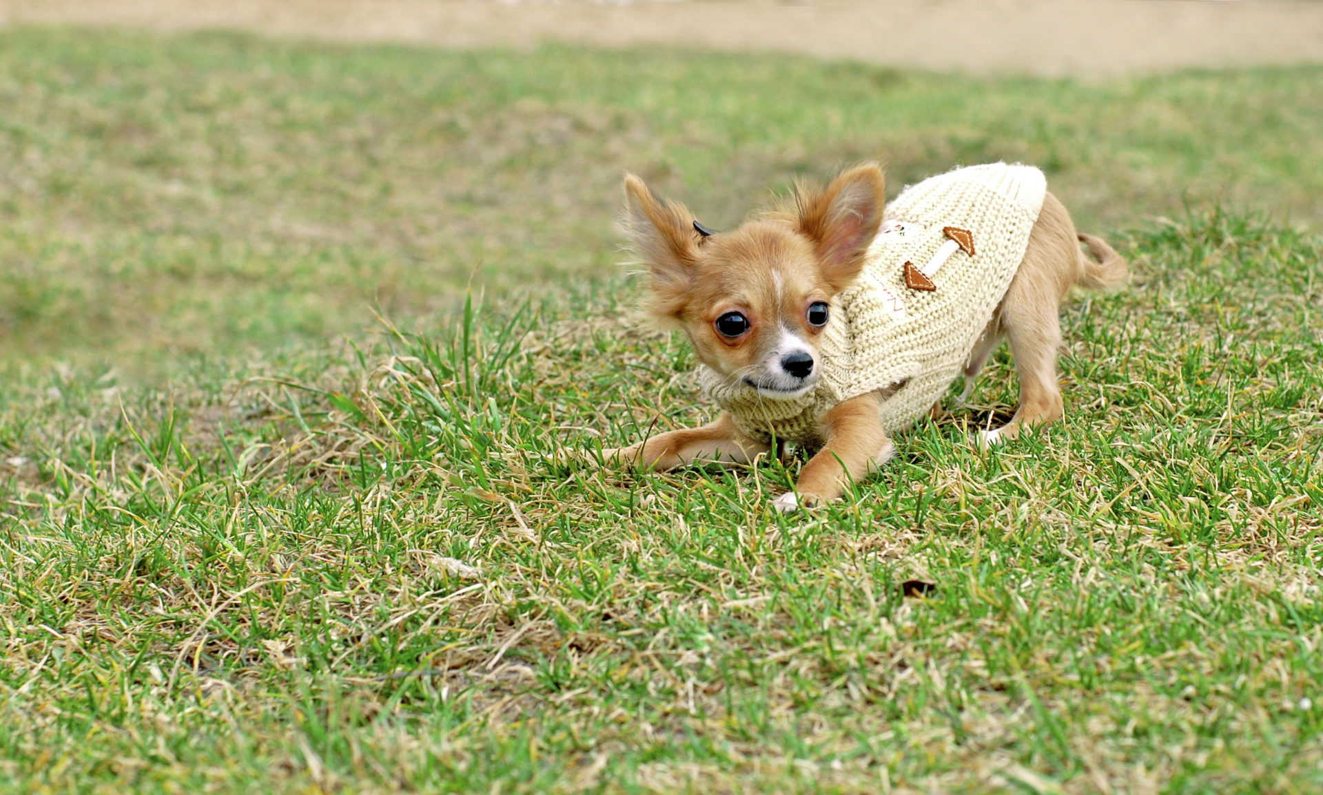 What You Need To Know About Chihuahuas puppy
