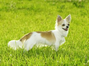 adult Chihuahua dog