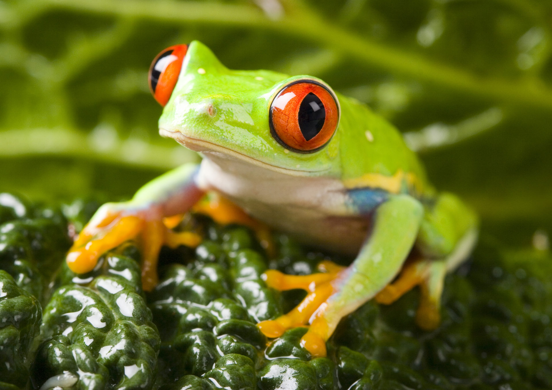 My Colorful Frogs HD Wallpapers New Tab Theme - MyStart