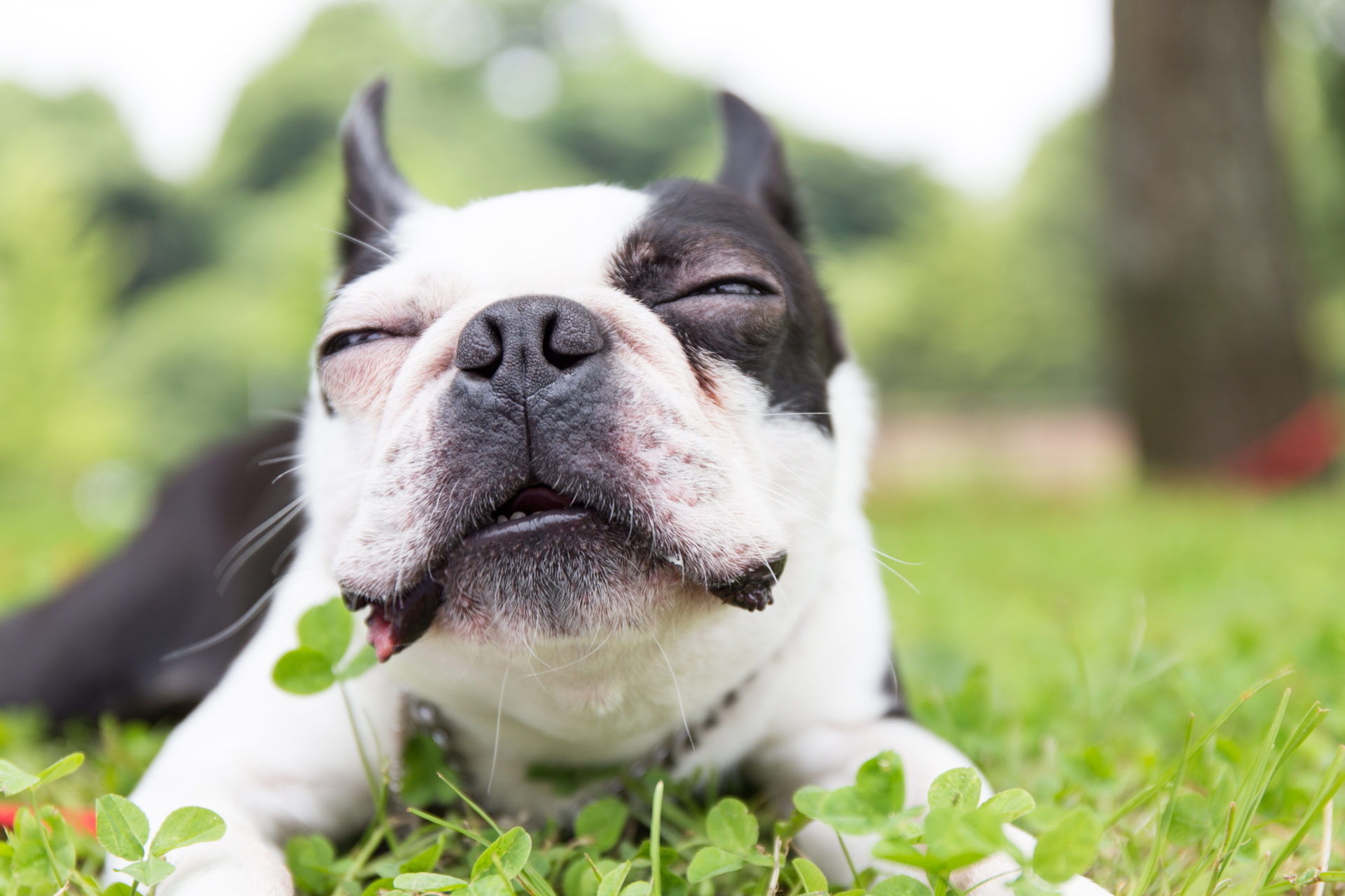 My Boston Terrier HD Dog Wallpapers