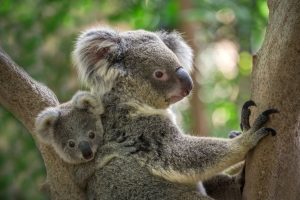 baby koala bear