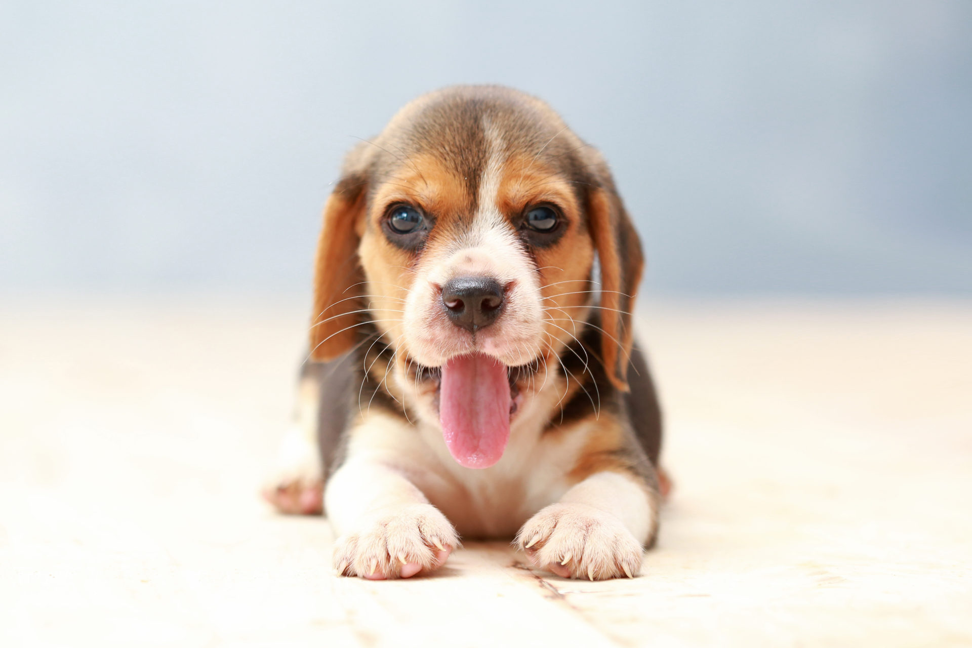 My Beagle Dog HD Wallpapers New Tab Theme - MyStart