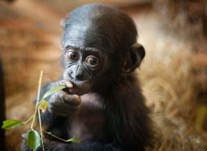 bonobos baby
