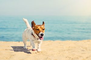 Jack Russel dog at the beach
