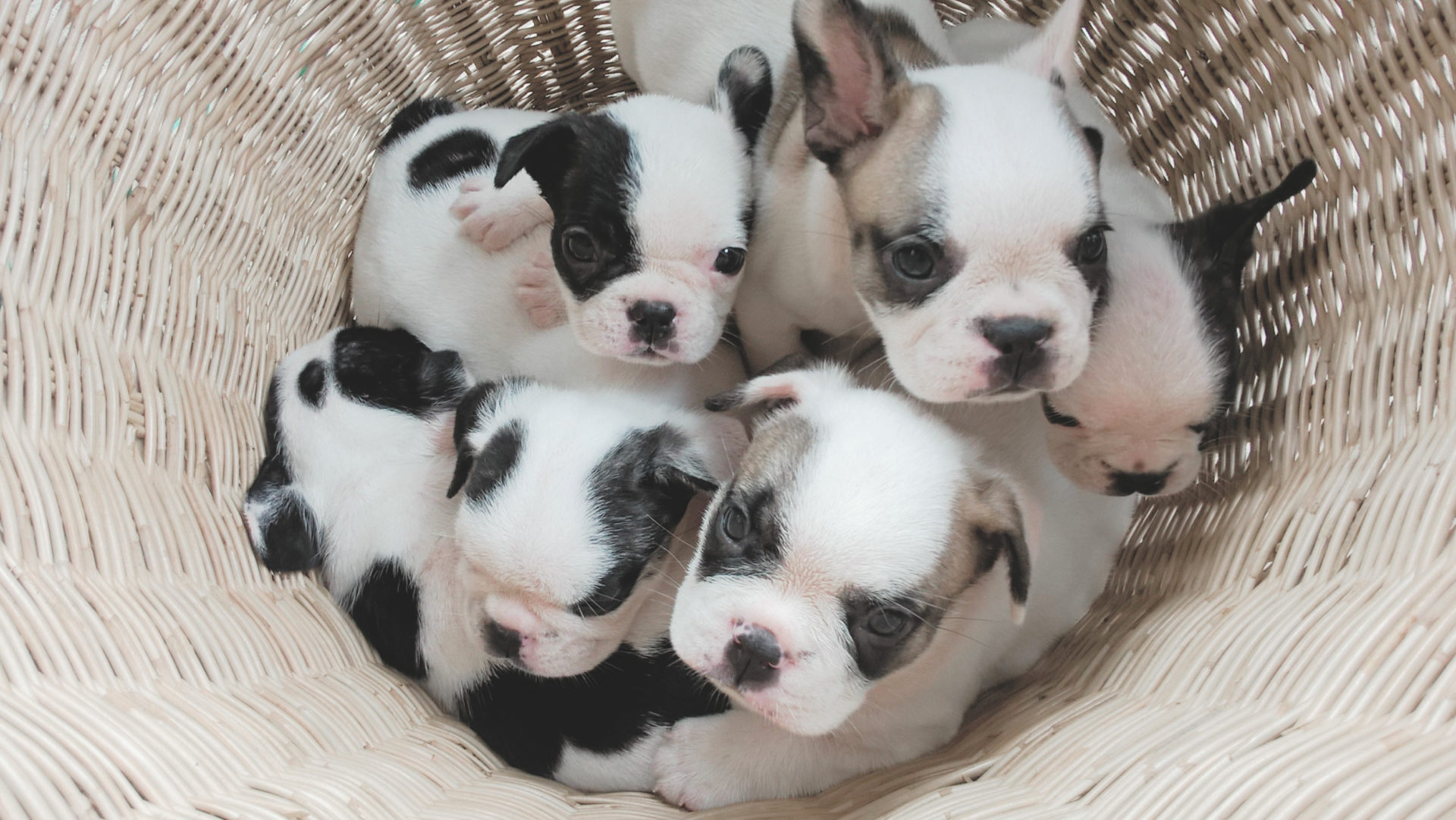 cute Bulldog puppies